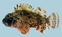 To FishBase images (<i>Parascorpaena aurita</i>, Viet Nam, by Winterbottom, R.)