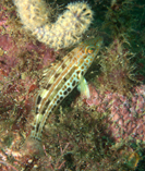 To FishBase images (<i>Paralabrax auroguttatus</i>, Mexico, by Lavan, J.)