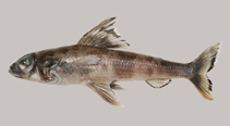 To FishBase images (<i>Paraulopus balteatus</i>, Australia, by Humphreys, S.)