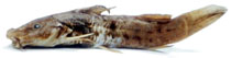 To FishBase images (<i>Parauchenoglanis balayi</i>, Eq Guinea, by Geerinckx, T.)