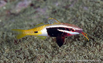 Image of Parupeneus barberinoides (Bicolor goatfish)