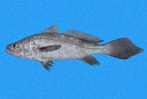 To FishBase images (<i>Paranebris bauchotae</i>, Panama, by Robertson, R.)