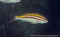 To FishBase images (<i>Parupeneus biaculeatus</i>, Hong Kong, by Eric Keung@114°E Hong Kong Reef Fish Survey)