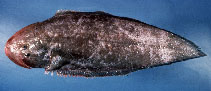 To FishBase images (<i>Paraplagusia bilineata</i>, by Gloerfelt-Tarp, T.)