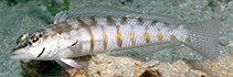 To FishBase images (<i>Parapercis binotata</i>, Solomon Is., by Allen, G.R.)