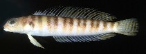 To FishBase images (<i>Parapercis binivirgata</i>, Australia, by Randall, J.E.)