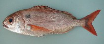 To FishBase images (<i>Pagellus bogaraveo</i>, Azores Is., by Cambraia Duarte, P.M.N. (c)ImagDOP)