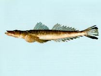 To FishBase images (<i>Suggrundus bosschei</i>, Australia, by CSIRO)