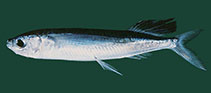 To FishBase images (<i>Parexocoetus brachypterus</i>, Indonesia, by Randall, J.E.)