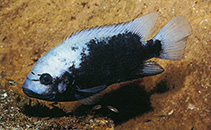 Image of Vieja breidohri (Angostura cichlid)