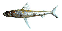 Image of Paraulopus brevirostris (Shortsnout cucumberfish)