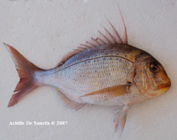To FishBase images (<i>Pagrus caeruleostictus</i>, by De Sanctis, A.)