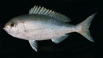 To FishBase images (<i>Paracaesio caeruleus</i>, Ryukyu Is., by Randall, J.E.)