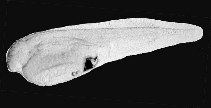To FishBase images (<i>Paralichthys californicus</i>, by Gisbert, E.)