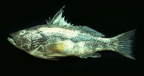 To FishBase images (<i>Paralabrax callaensis</i>, Ecuador, by Jimenez Prado, P.)