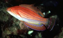 To FishBase images (<i>Paracheilinus carpenteri</i>, Philippines, by Randall, J.E.)