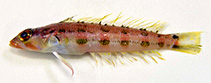To FishBase images (<i>Parapercis caudopellucida</i>, Myanmar, by Psomadakis, P.N.)
