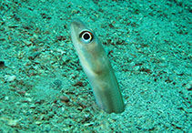 To FishBase images (<i>Paraconger caudilimbatus</i>, Sao Tome Princ., by Wirtz, P.)