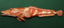 To FishBase images (<i>Parachaenichthys charcoti</i>, by Hofinger, E.)
