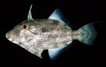 To FishBase images (<i>Paramonacanthus choirocephalus</i>, Indonesia, by Randall, J.E.)