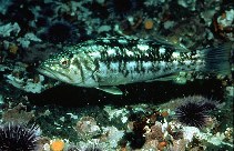Image of Paralabrax clathratus (Kelp bass)