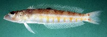 To FishBase images (<i>Parapercis colemani</i>, Norfolk I., by Randall, J.E.)