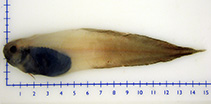 To FishBase images (<i>Paraliparis copei copei</i>, by Mac Eachern, W.J.)