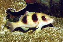 To FishBase images (<i>Parupeneus crassilabris</i>, Papua New Guinea, by Patzner, R.)