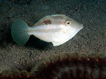 To FishBase images (<i>Paramonacanthus curtorhynchos</i>, Indonesia, by Ryanskiy, A.)