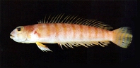 Image of Parapercis decemfasciata 
