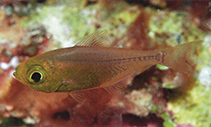 To FishBase images (<i>Parapriacanthus dispar</i>, Papua New Guinea, by Allen, G.R.)