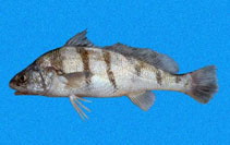 To FishBase images (<i>Paralonchurus dumerilii</i>, Panama, by Robertson, R.)