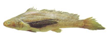 To FishBase images (<i>Paralonchurus elegans</i>, by JAMARC)