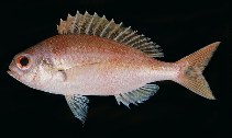 To FishBase images (<i>Parascolopsis eriomma</i>, Sudan, by Randall, J.E.)
