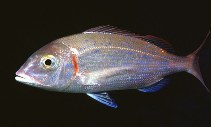 To FishBase images (<i>Pagellus erythrinus</i>, Canary Is., by Hernández-González, C.L.)