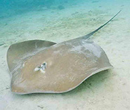 To FishBase images (<i>Pateobatis fai</i>, Maldives, by Greenfield, J.)