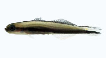 Image of Parioglossus formosus (Beautiful hover goby)