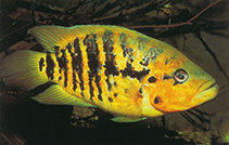 Image of Parachromis friedrichsthalii (Yellowjacket cichlid)