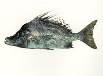 To FishBase images (<i>Paristiopterus gallipavo</i>, by CSIRO)
