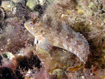 To FishBase images (<i>Parablennius gattorugine</i>, UK, by Pilling, I.)