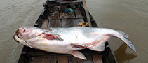 To FishBase images (<i>Pangasianodon gigas</i>, Thailand, by Jean-Francois Helias / Fishing Adventures Thailand)