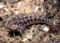 To FishBase images (<i>Parablennius goreensis</i>, Senegal, by Wirtz, P.)