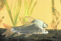 To FishBase images (<i>Paracanthobrama guichenoti</i>, by CAFS)