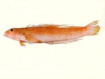 Image of Ryukyupercis gushikeni (Rosy grubfish)