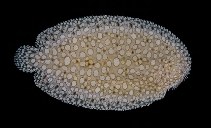 To FishBase images (<i>Pardachirus hedleyi</i>, Australia, by Randall, J.E.)