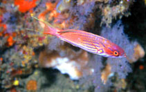 To FishBase images (<i>Paracheilinus hemitaeniatus</i>, South Africa, by Tanaka, H.)