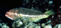 To FishBase images (<i>Paracirrhites hemistictus</i>, Kiribati, by Randall, J.E.)