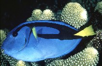 Image of Paracanthurus hepatus (Palette surgeonfish)