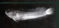 To FishBase images (<i>Parenchelyurus hepburni</i>, Chinese Taipei, by Shao, K.T.)