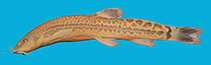 Image of Paracobitis hircanica (Hircan crested loach)